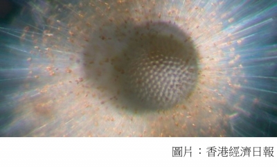 熱帶海洋生物多樣性持續下降　港大研究發現疑與海洋暖化有關 (香港經濟日報 - 20200526)