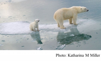 Climate change: Polar bears could be lost by 2100 (BBC - 20200720)