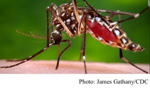 Climate change could expose 1 billion more people to bug-borne diseases, study says (CNN - 20190328)