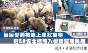全球暖化影響被迫上岸覓食　逾50隻北極熊入侵民居追趕軍人 (香港經濟日報 - 20190211)