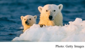 Climate change could make giving birth riskier for polar bears in northern Alaska (ABC News - 20191222)