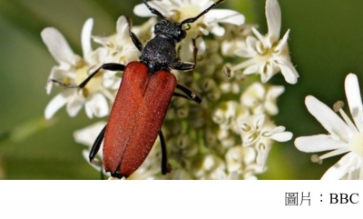 Tree loss pushing beetles to the brink (BBC - 20180305)