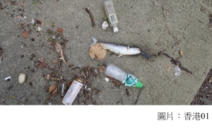 城門河每年沖1,750萬件塑膠垃圾出海　恐污染本地海鮮 (香港01 - 20181018)