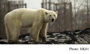 北極熊疑迷路　闖俄城市垃圾堆覓食　筋疲力盡癱倒在地 (HK01 - 20190619)