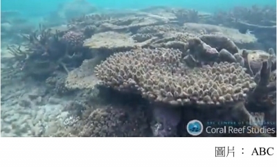 Great Barrier Reef coral bleaching