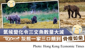 【可憐灰熊】氣候變化令三文魚數量減少　加拿大灰熊餓到骨瘦如柴 (Hong Kong Economic Times - 20191005)