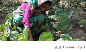 Can kitchen gardens combat climate change? (BBC - 20191214)