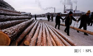 Climate change: China&#039;s forest carbon uptake &#039;underestimated&#039; (BBC - 20201029)