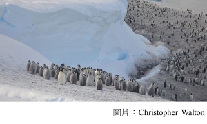 Antarctica: Thousands of emperor penguin chicks wiped out (BBC - 20190425)