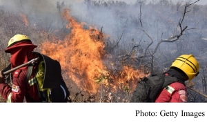 Climate change: older trees loss continue around the world (BBC - 20200602)