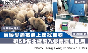 全球暖化影響被迫上岸覓食　逾50隻北極熊入侵民居追趕軍人 (Hong Kong Economic Times - 20190211)