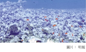 港大研究揭暖化致蟲黃藻變寄生 加速珊瑚白化 (明報 - 20180412)