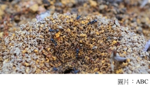 Ants and climate change: How higher temperatures could impact insects&#039; behaviour (ABC - 20181015)