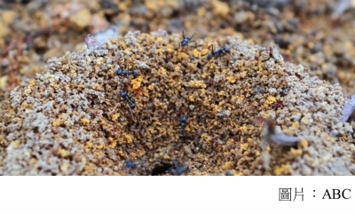 Ants and climate change: How higher temperatures could impact insects&#039; behaviour (ABC - 20181015)