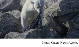 Hungry polar bear chews on a plastic bin bag found floating in the Arctic as 9million tons of waste a year chokes sea life around the world (Daily Mail - 20180806)