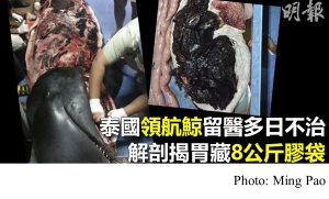 領航鯨經泰國搶救多天不治　解剖揭胃藏8公斤膠袋 (Ming Pao - 20180602)