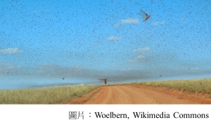 Locust swarms and climate change (聯合國環境計劃署 - 20200206)