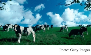 Climate change: Pledge to cut emissions from dairy farms (BBC - 20190311)