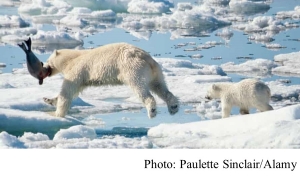Arctic ice loss forces polar bears to use four times as much energy to survive – study (The Guardian - 20210224)