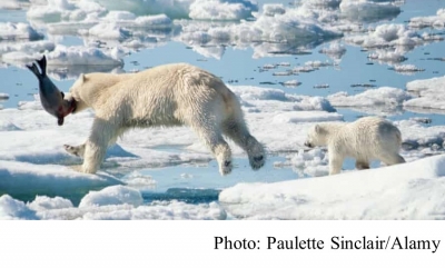 Arctic ice loss forces polar bears to use four times as much energy to survive – study (The Guardian - 20210224)