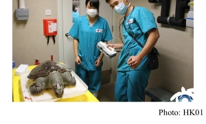 兩綠海龜屍體充斥塑膠垃圾　食道遭膠手套阻塞　團體籲勿亂拋垃圾 (HK01 - 20201028)