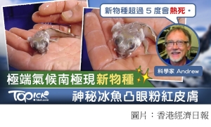 【古怪魚種】極端氣候下南極見神秘新魚種　古怪冰魚超過5度會熱死 (香港經濟日報 - 20190827)