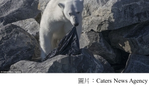 Hungry polar bear chews on a plastic bin bag found floating in the Arctic as 9million tons of waste a year chokes sea life around the world (Daily Mail - 20180806)