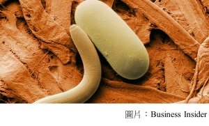 Scientists revived tiny Siberian worms that had been frozen in permafrost for 42,000 years — and they started moving and eating (Business Insider - 20180728)