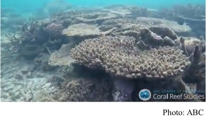 Great Barrier Reef coral bleaching