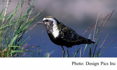 Alaska Refuge Can&#039;t Protect its Wildlife from Climate Change (National Geographic - 20180906)