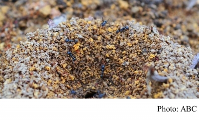 Ants and climate change: How higher temperatures could impact insects&#039; behaviour (ABC - 20181015)
