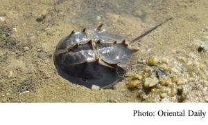 馬蹄蟹保育日　喚起公眾關注「活化石」 (Oriental Daily - 20200111)