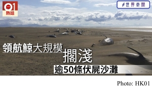 冰島驚現領航鯨大規模擱淺　逾50具屍體埋於沙中 (HK01 - 20190722)