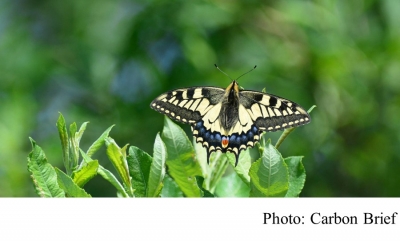 UK’s largest butterfly could ‘be lost’ due to climate change (Carbon Brief - 20180328)