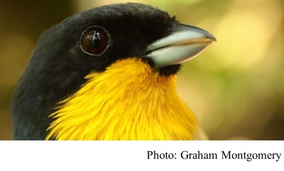 Climate change is &#039;escalator to extinction&#039; for mountain birds (BBC - 20181029)