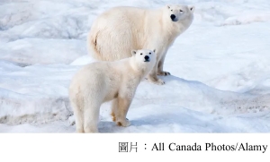 What polar bears in a Russian apartment block reveal about the climate crisis (The Guardian - 20190211)