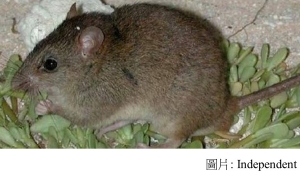 Bramble Cay melomys: Rodent declared first mammal made extinct by human-made climate change (Independent - 20190220)