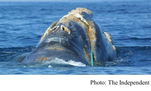 North Atlantic right whales face extinction as breeding crisis hits species (The Independent - 20180227)