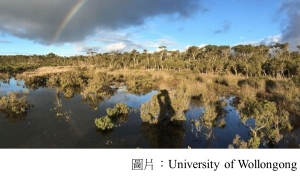 Wetland mud is &#039;secret weapon&#039; against climate change (BBC - 20190306)