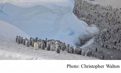 Antarctica: Thousands of emperor penguin chicks wiped out (BBC - 20190425)