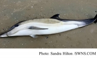 Shocking images capture 'emaciated' dead dolphin with plastic waste wrapped around its beak that washed up behind a yacht club (Daily Mail - 20190122)